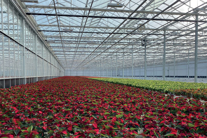 Luiten Greenhouses BV