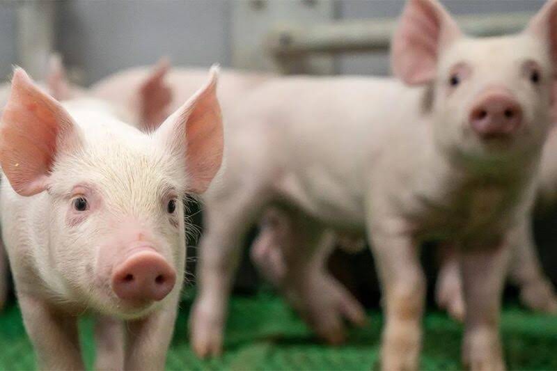 Vereijken Hooijer B.V.