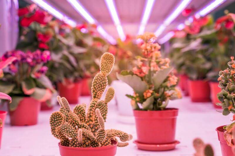 Engel Lighting GmbH & Co. KG