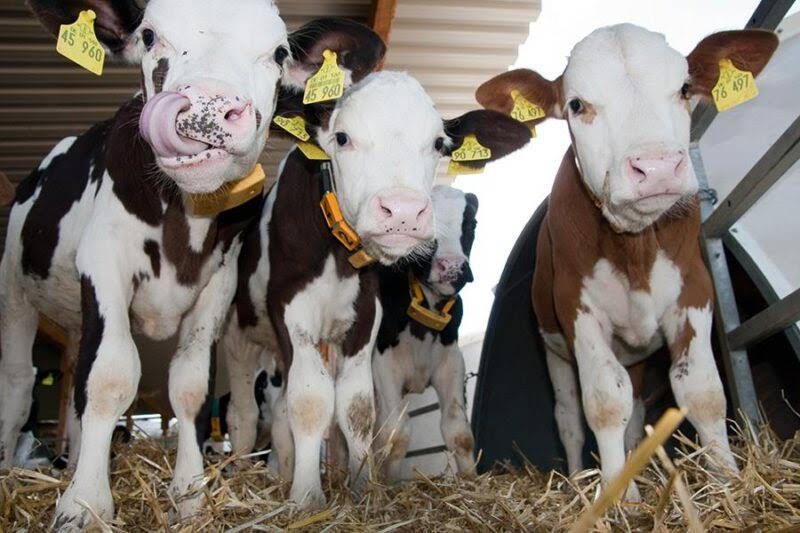 Holm & Laue GmbH & Co. KG