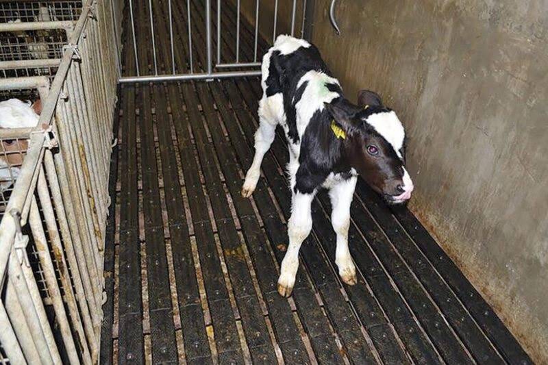 Animal Wellness Holland