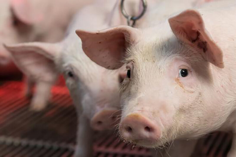 Cooperl Northern Europe B.V.