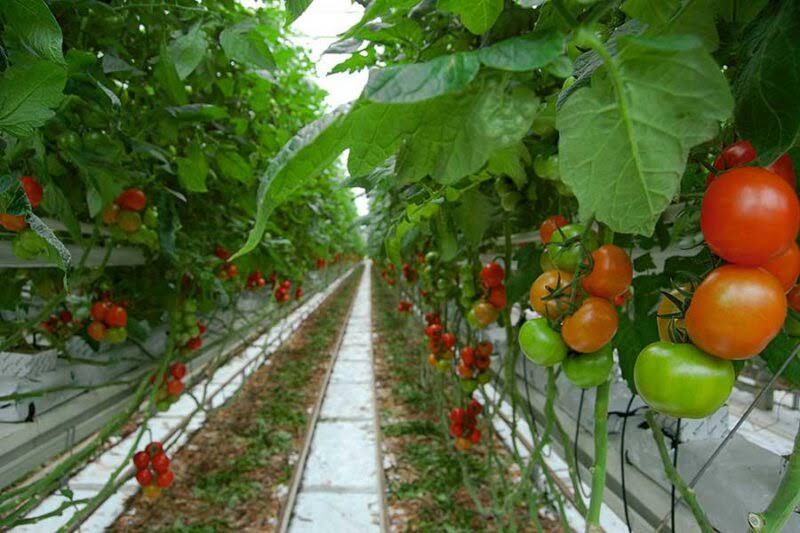 Pellikaan Gewasklemsystemen B.V.