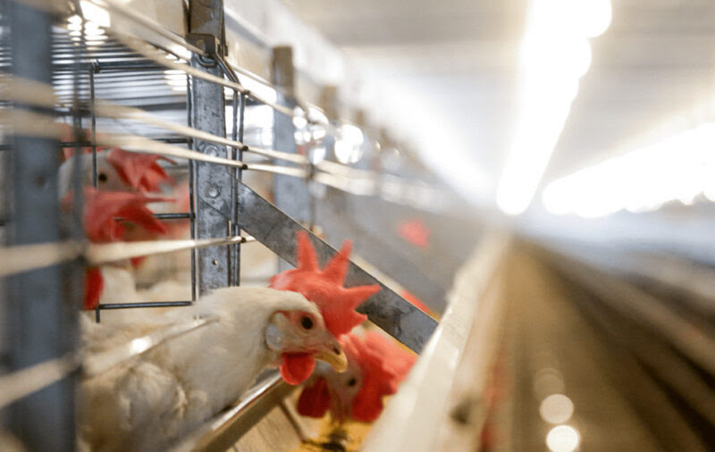 HATO Agricultural Lighting